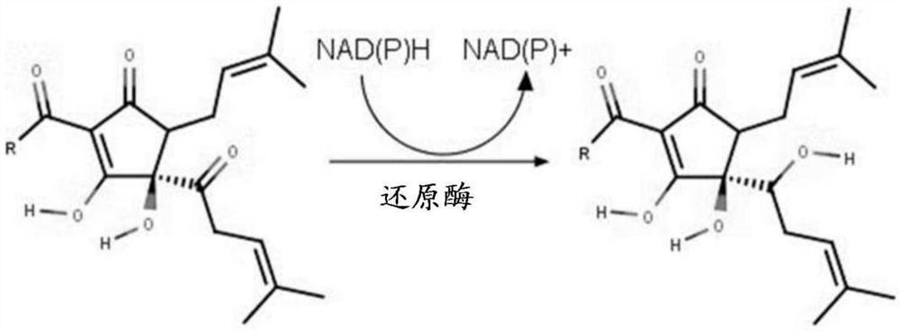 改性啤酒花产品的酶法生产