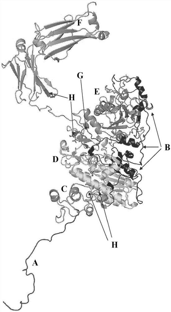 ENPP1多肽及其使用方法