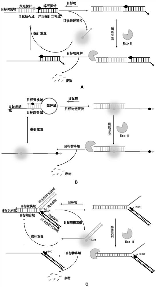 一种可重复利用的核酸荧光探针及相应的核酸检测方法