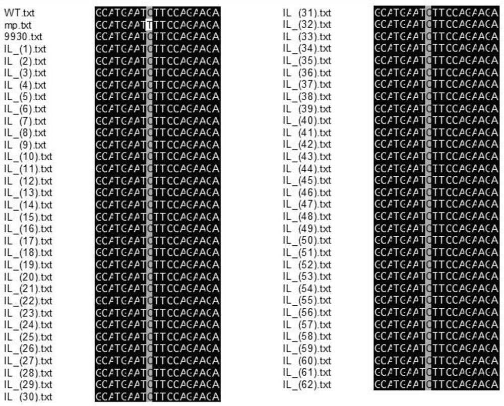 一对用于黄瓜微型化性状鉴定的SNP标记的引物、试剂盒、应用和方法