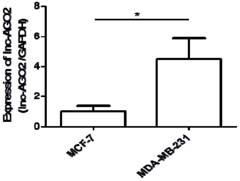 lnc-AGO2功能性表达抑制剂在制备治疗乳腺癌的药物中的应用