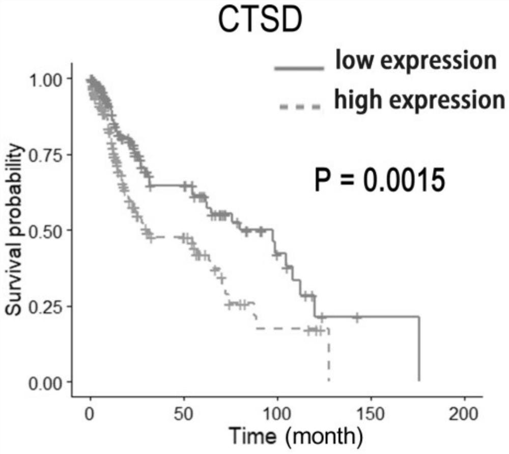 CTSD作为诊断标志物在构建肺鳞癌预后预测模型中的应用