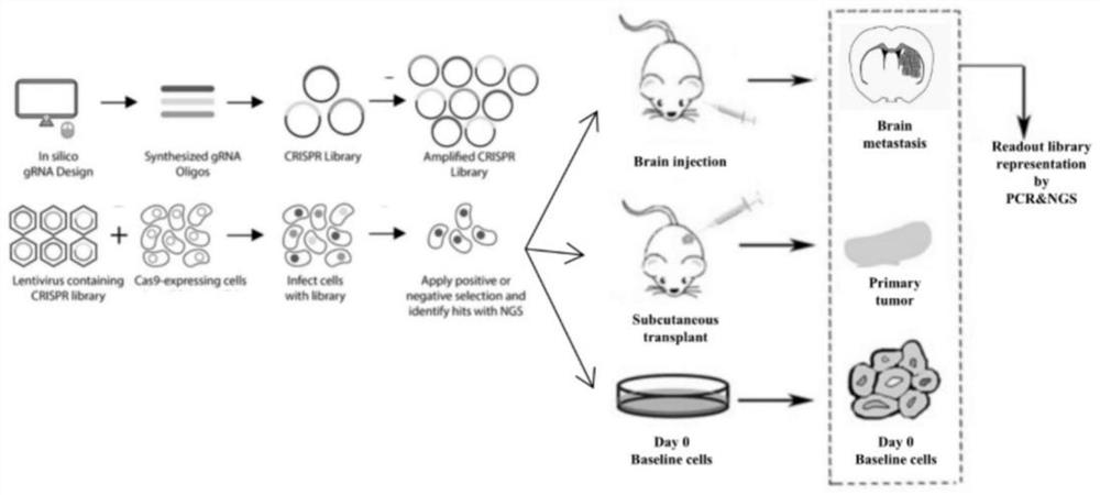 一种脑转移相关基因的CRISPR/Cas9文库高通量筛选方法