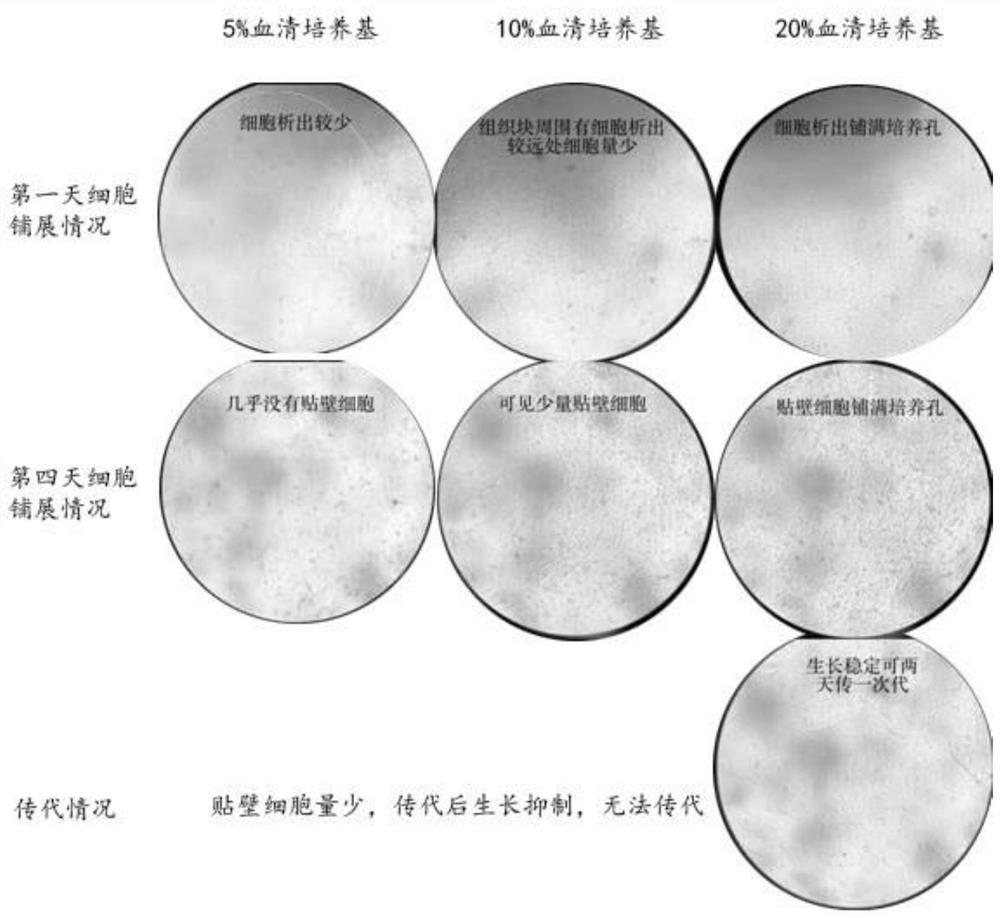 一种花鲈血管囊细胞的分离和原代培养方法