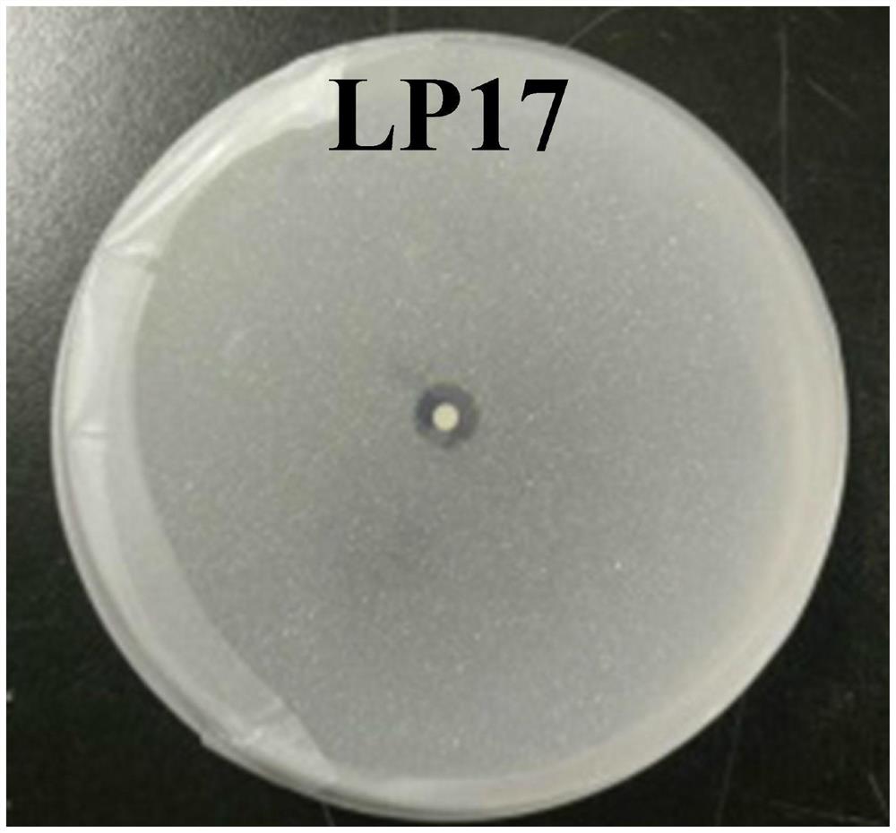 一种巨大芽孢杆菌LP17及其应用