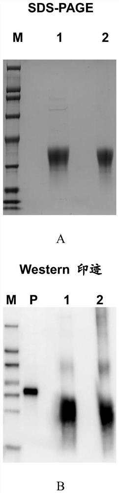 抗犬PD-1抗体及其制备方法