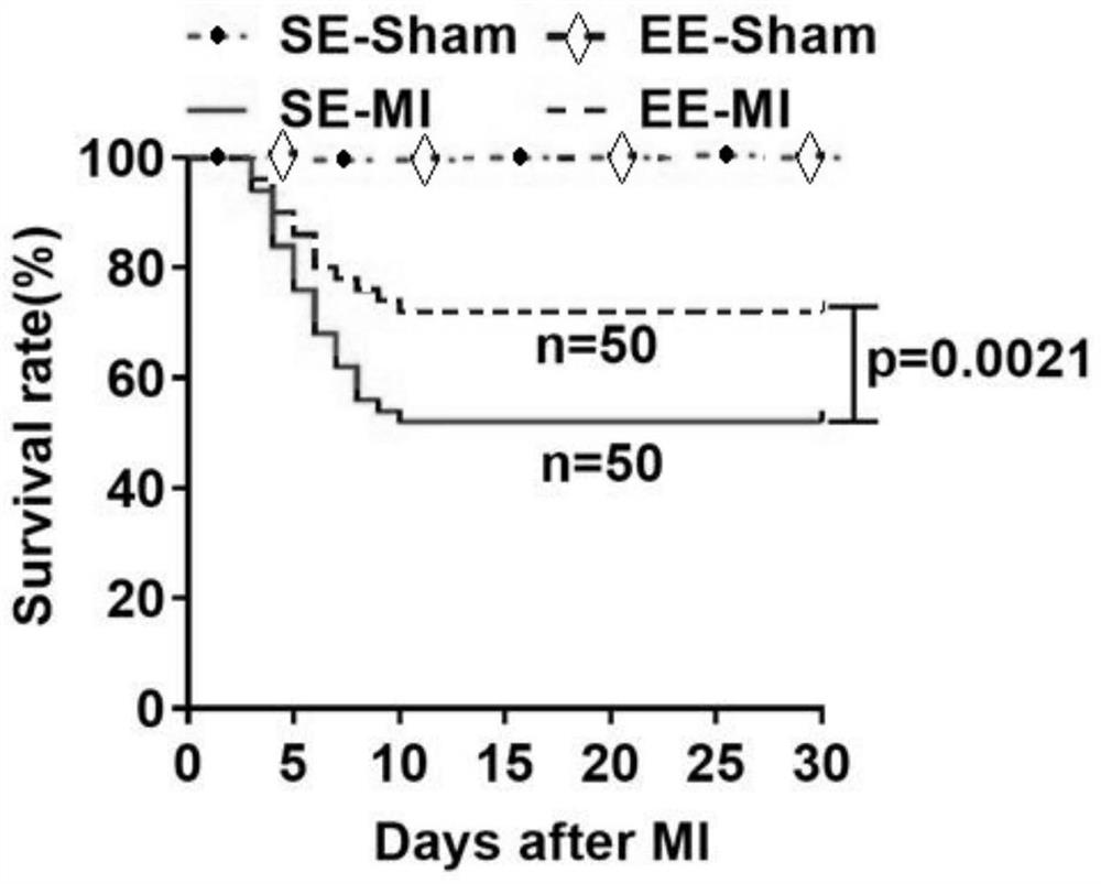 一种改善急性心肌梗死预后的小鼠模型构建方法