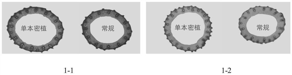 一种增强野香优系列优质杂交稻抗倒伏栽培方法