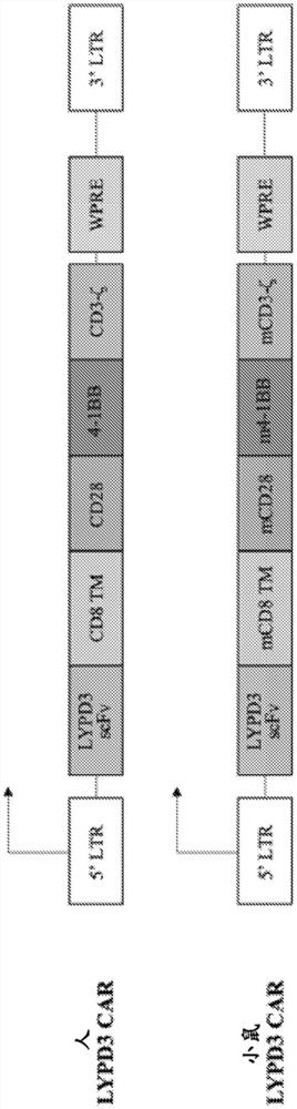 用于癌症治疗的抗LYPD3 CAR T细胞疗法