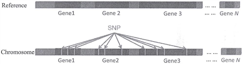 一种度量个体水平遗传及突变多样性、相似性的概念和方法