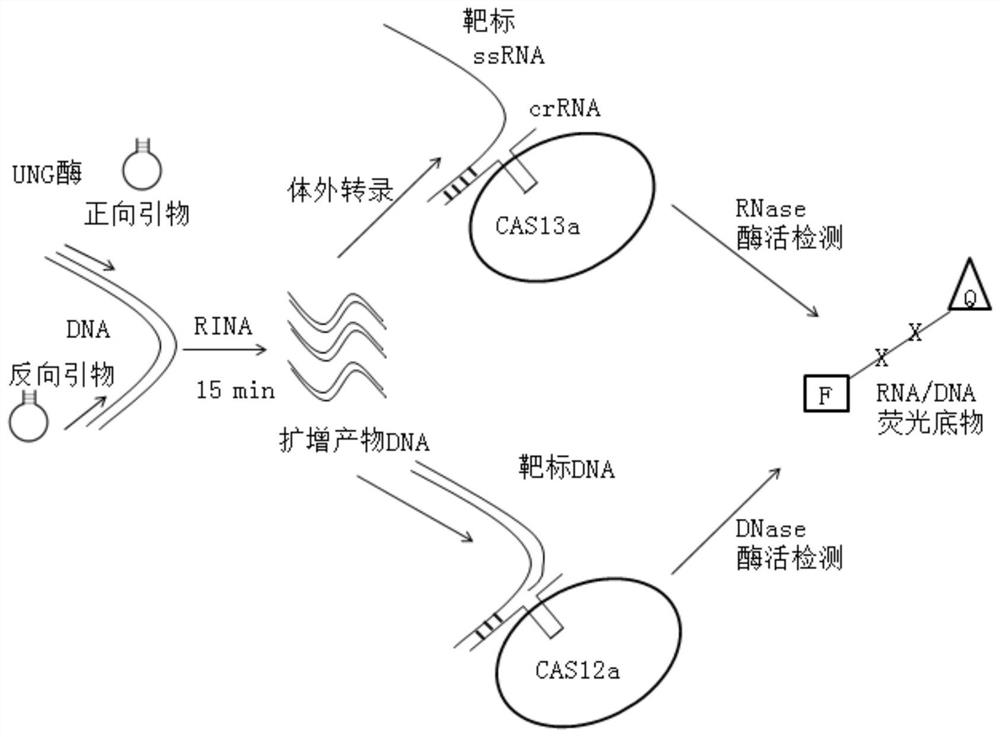 具有茎环结构的DNA引物对及其应用