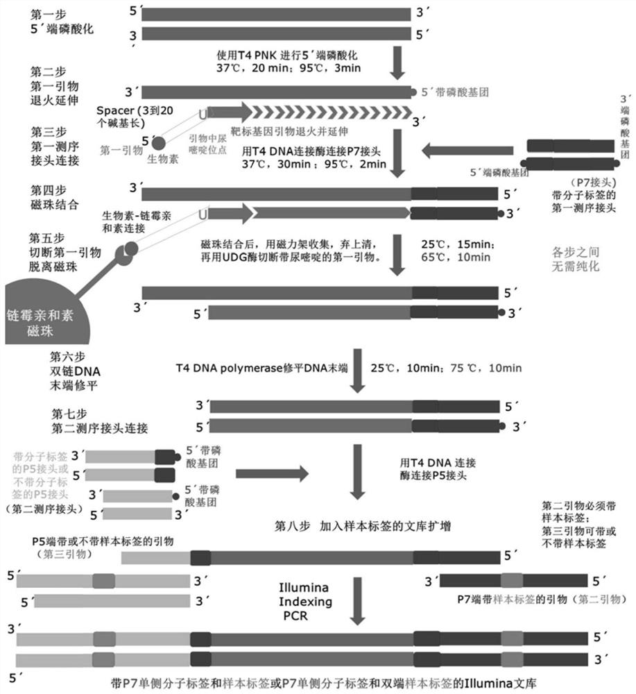 一种高保真靶标基因建库方法及其试剂盒