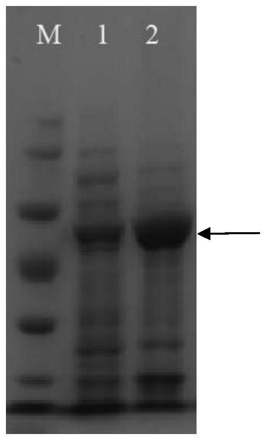 一种α-檀香烯合成酶、基因及应用