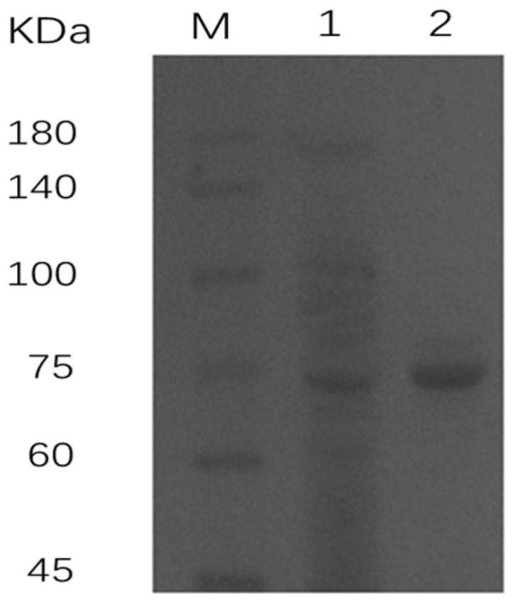 一种几丁质内切酶CmChi4及其克隆表达与应用