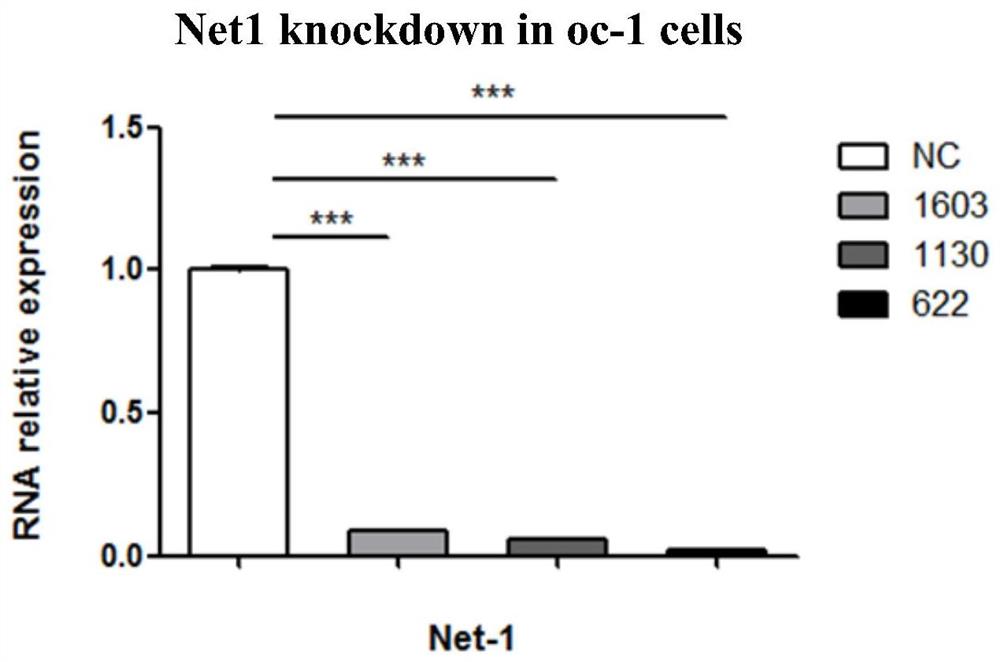 一种Net1基因细胞模型的构建方法与应用