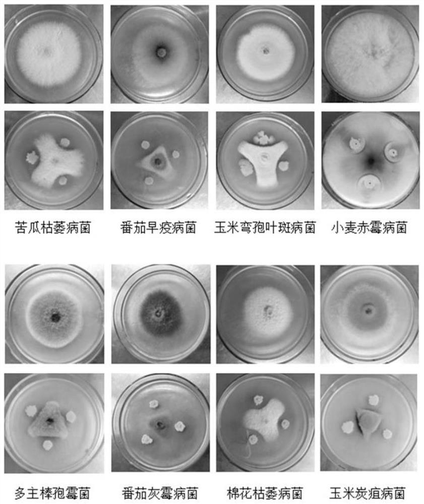 一株暹罗芽孢杆菌的抗菌活性及应用