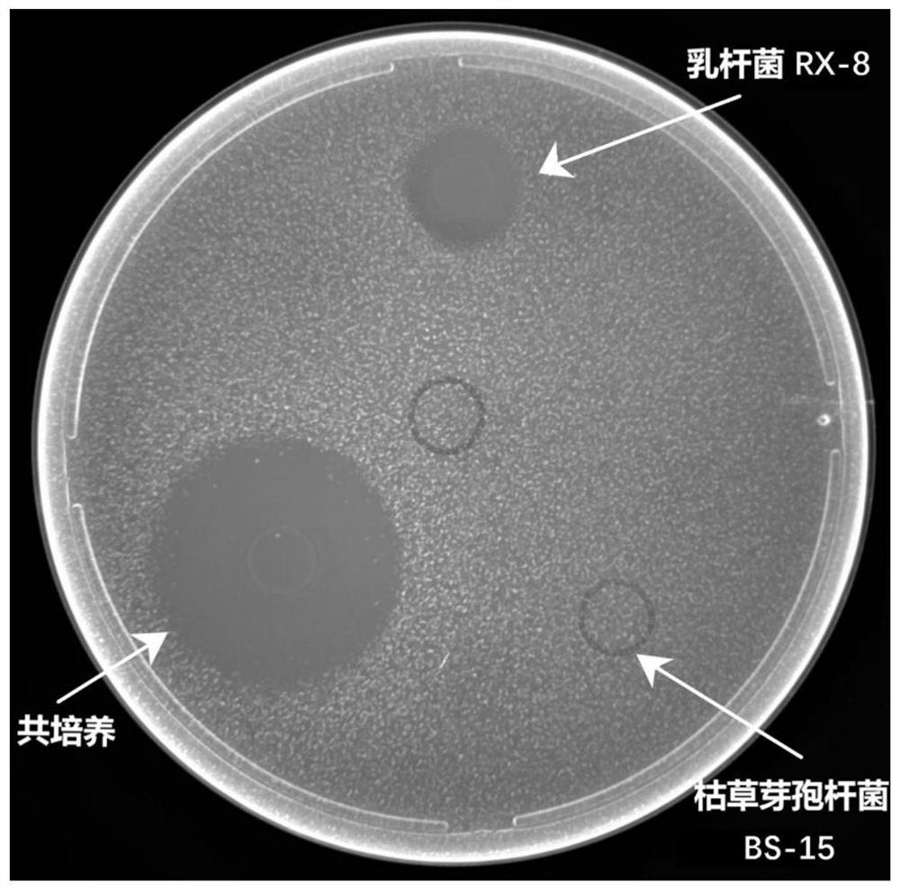 一株枯草芽孢杆菌BS-15及其制备方法和在诱导植物乳杆菌素EF合成中的应用