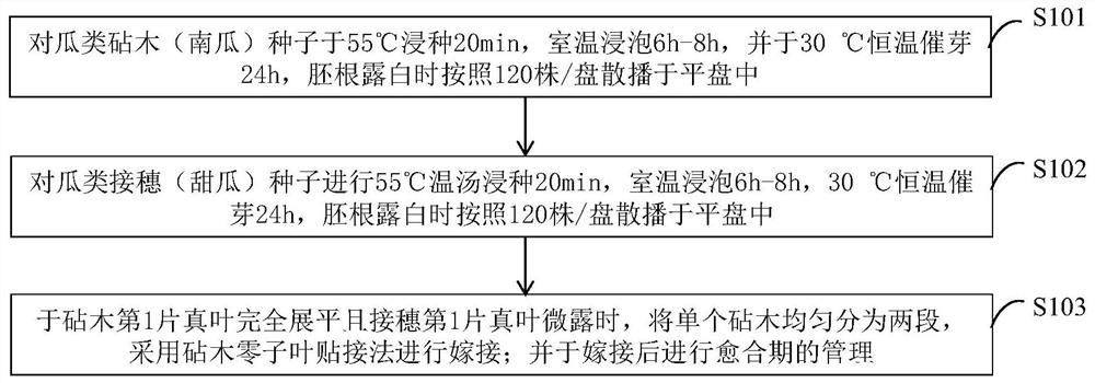 一种瓜类砧木高效利用的嫁接育苗方法