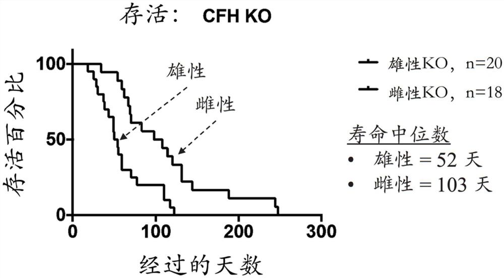 作为C3肾小球病模型的补体因子H基因敲除大鼠