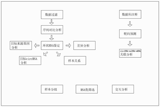 一种环状RNA测序数据在线交互分析系统