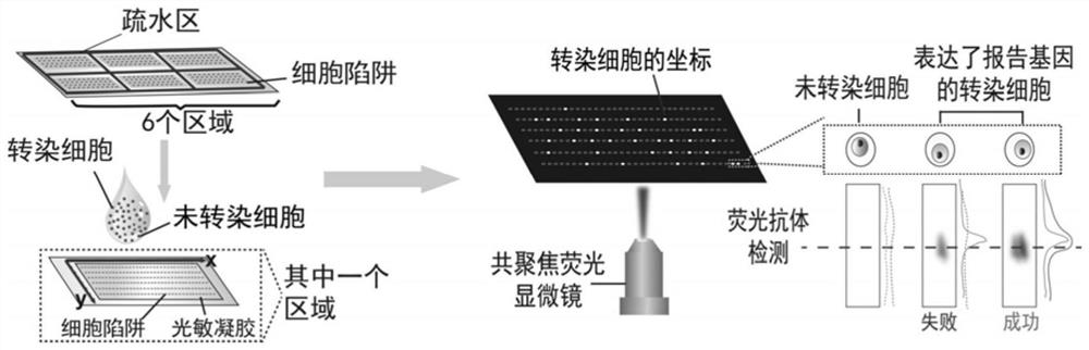 一种高通量高灵敏度的单细胞转染蛋白质分析芯片