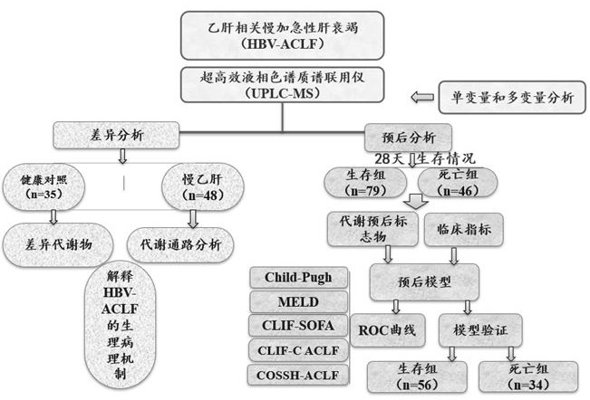 乙肝慢加急性肝衰竭预后的代谢标记物及其筛选方法