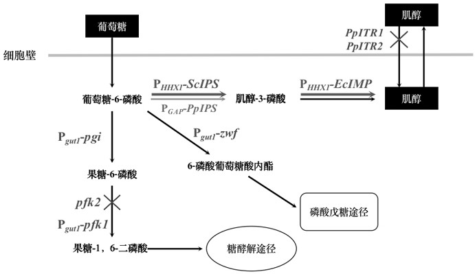 一种生产肌醇的毕赤酵母工程菌及发酵方法