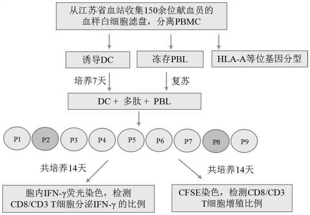 一种SARS-CoV-2淋巴细胞抗原表位肽及其应用