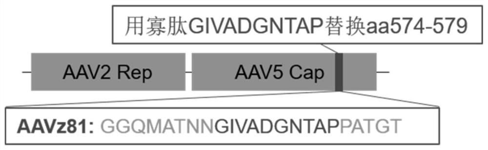 新型腺相关病毒衣壳蛋白及包含其的新型腺相关病毒载体