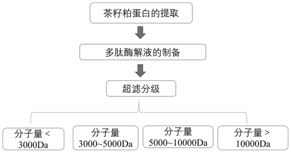 从茶籽粕中提取得到的降血糖肽