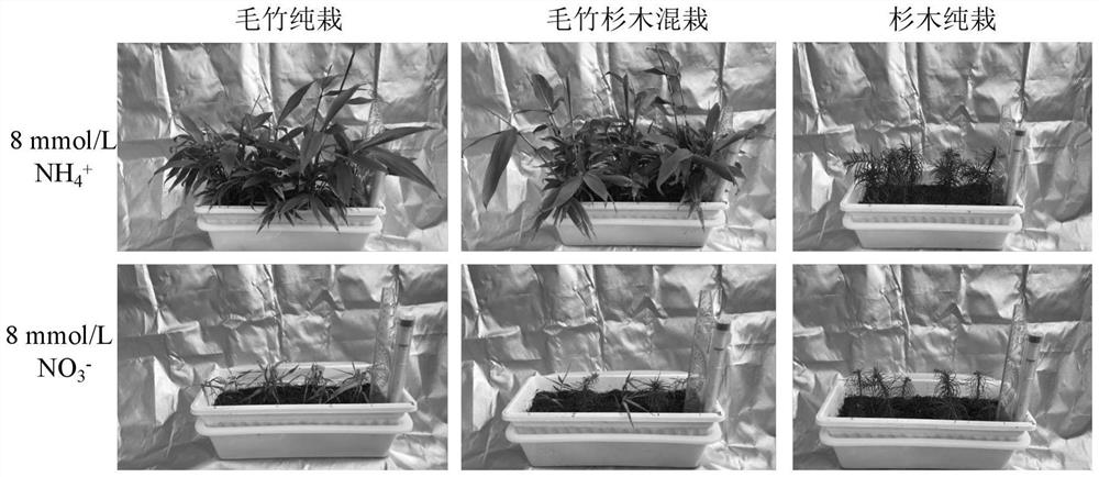 硝态氮在抑制毛竹生长中的应用、毛竹生长抑制剂及抑制方法