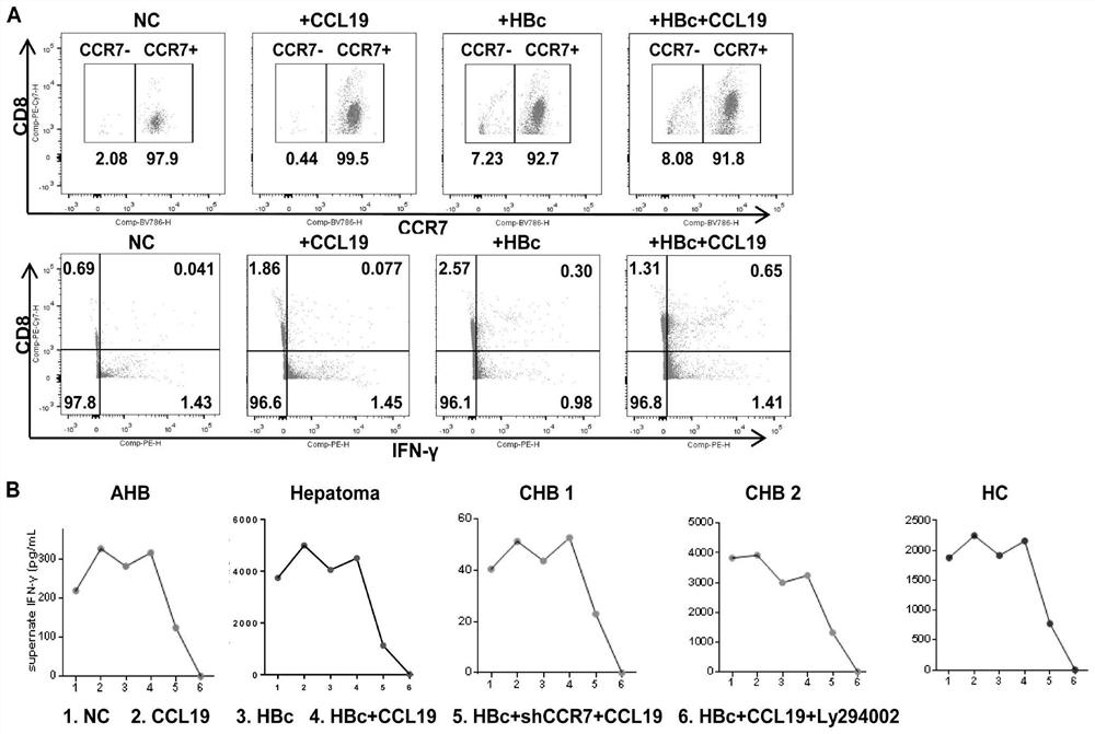 靶向CCL19/CCR7的乙型肝炎免疫治疗剂及其用途