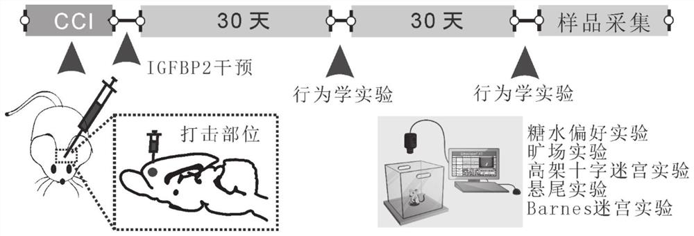 胰岛素样生长因子结合蛋白2在制备治疗脑外伤引起的精神障碍的药物中的应用