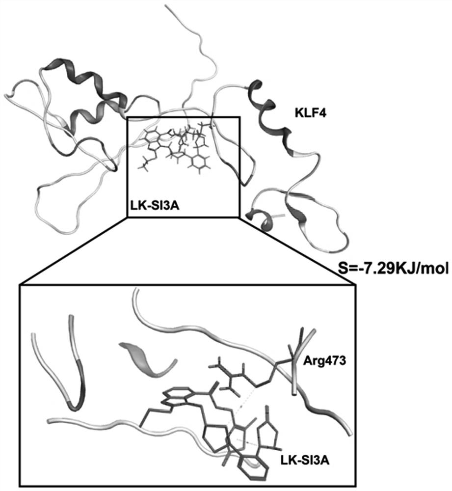 一种靶向KLF4泛素化的小分子抑制剂及其应用