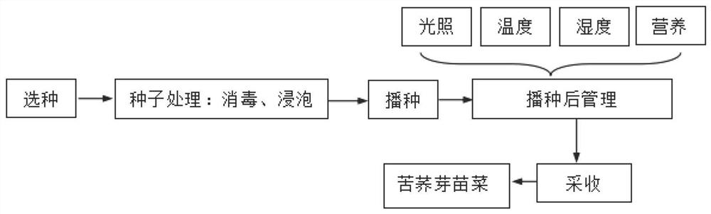 一种苦荞芽苗菜及其无土栽培方法