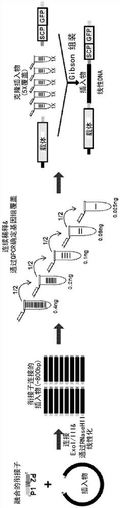 GRAMC：顺式调节模块的基因组规模报道子测定方法