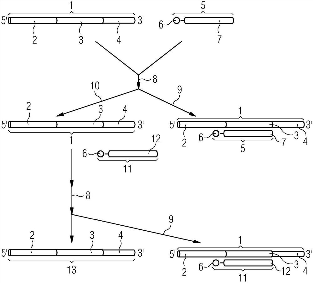 用于CRISPR的靶标无关的向导RNA