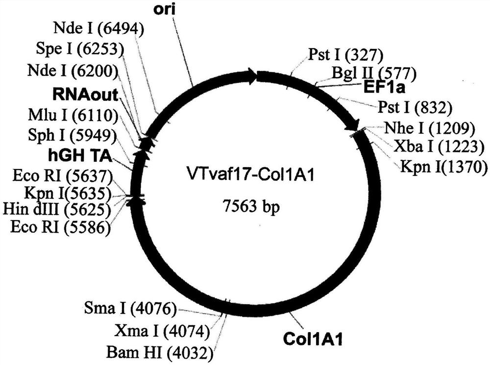 基于载体VTvaf17的基因治疗