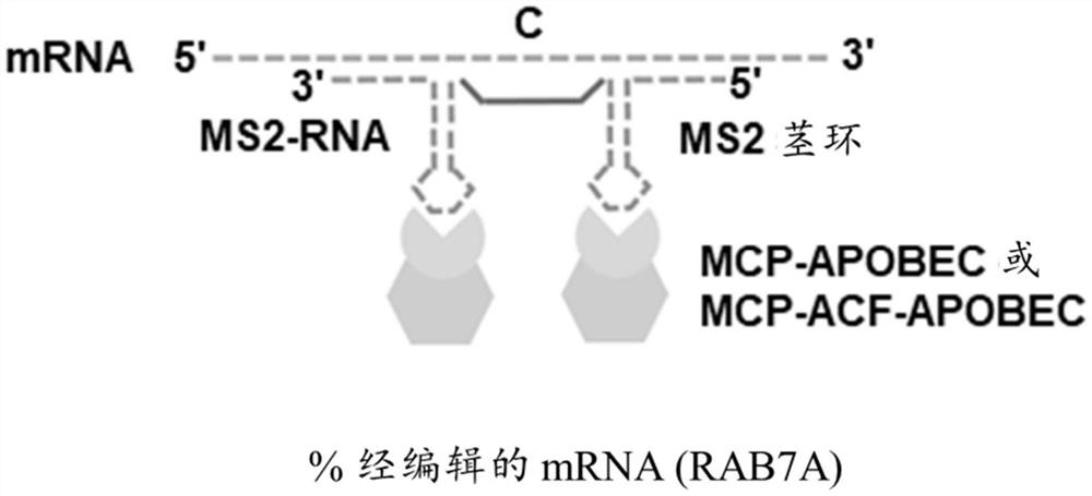 经由改造的ADAR募集的RNA和DNA碱基编辑