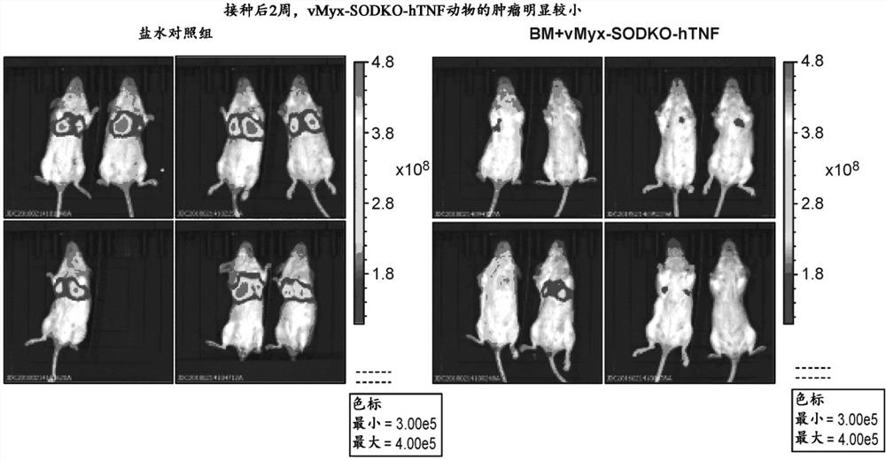 用表达TNF的粘液瘤病毒治疗癌症的方法