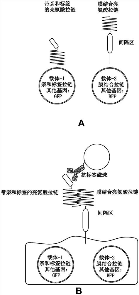 细胞分选系统及使用方法