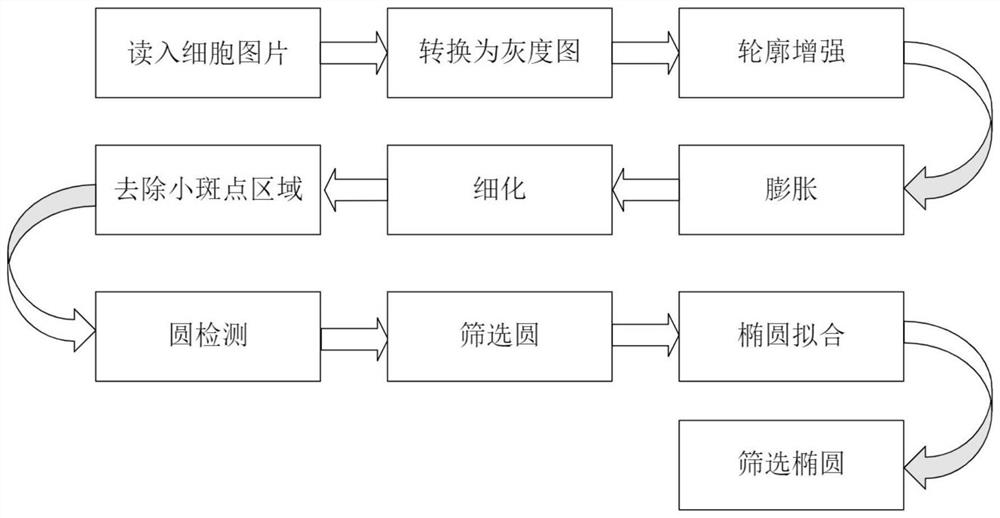 一种基于图像处理的卵裂期胚胎细胞位置分割和计数方法