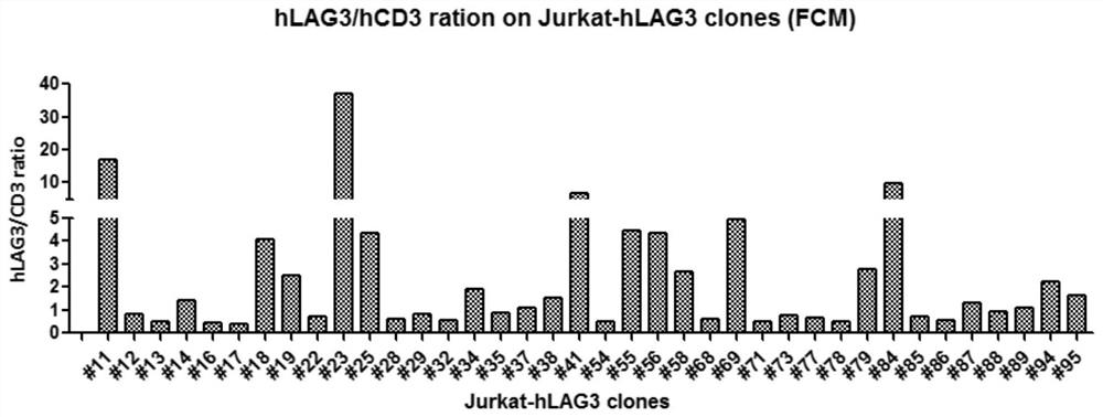 一种用于评价LAG3抗体的生物学活性的方法及其试剂盒