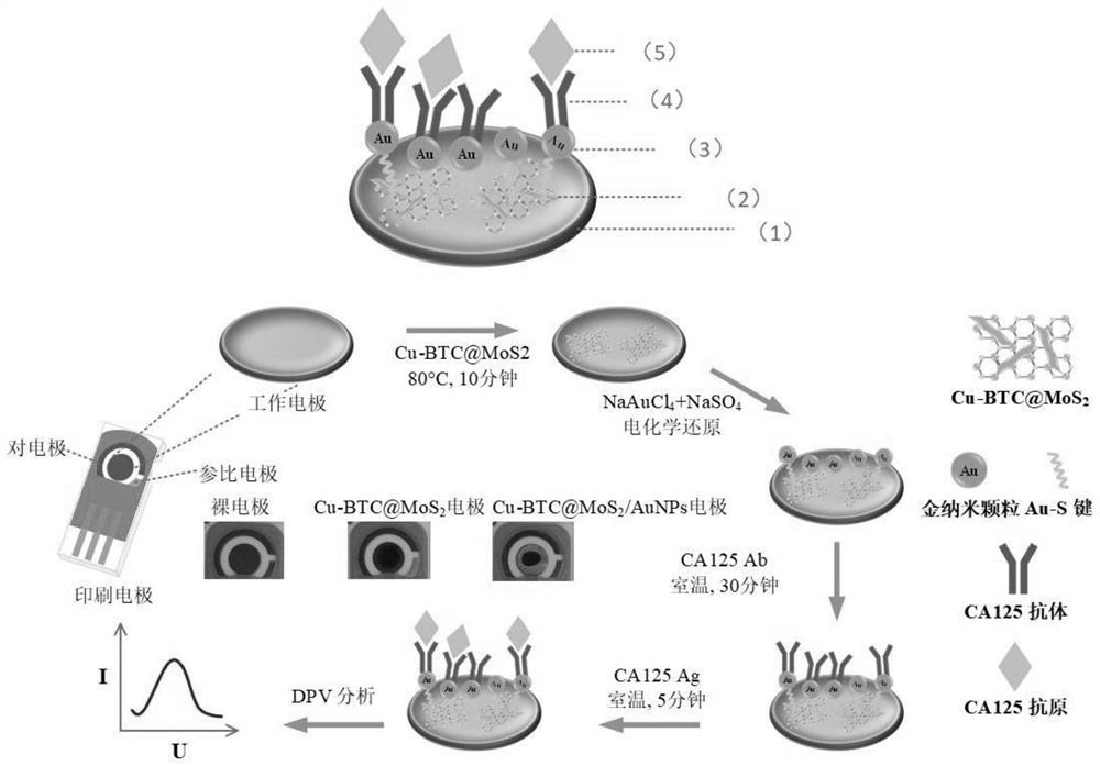 基于CuBTC@MoS2-AuNPs修饰电极及CA125检测方法