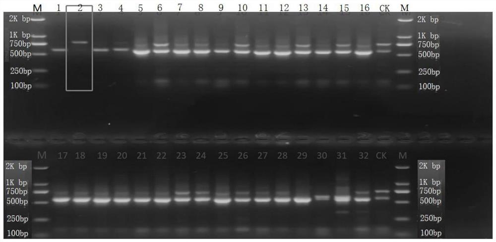 白肉灵芝优质菌株I140033的分子标记、特异性引物及鉴定方法