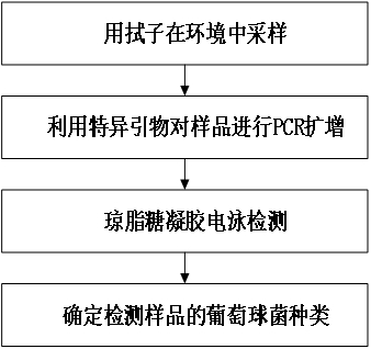 一种基于pheS基因鉴定多种葡萄球菌的引物、检测试剂盒及其应用