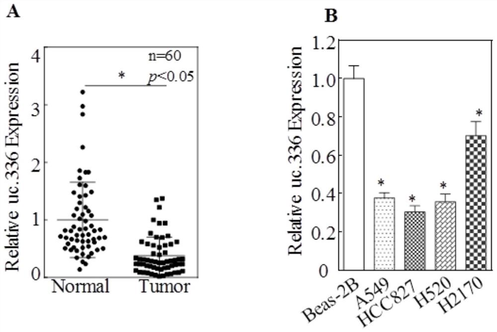 抑制肺癌生长的靶标与诊断标志物uc.336及其应用