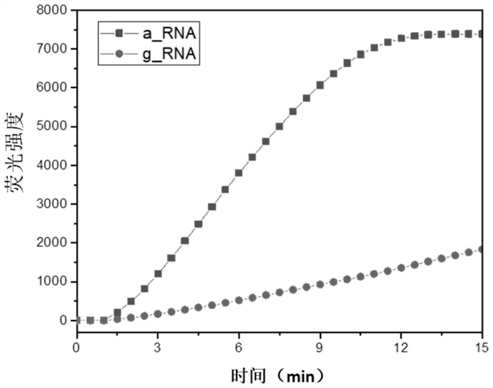 一种基于CRISPR-Cas体系的SNP分型检测方法及其应用