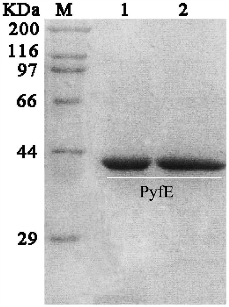 一种吡嘧磺隆水解酶基因pyfE及其编码的蛋白与应用