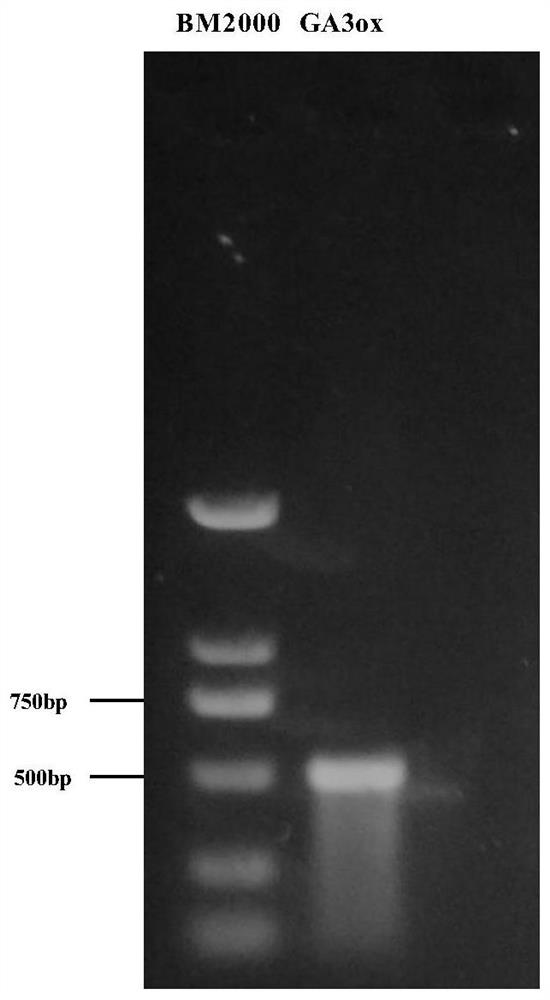 一种编码GA3ox-氧化酶的基因及其应用